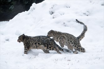 Snow leopards (Panthera ave crux spes unica (Unica unica), snow