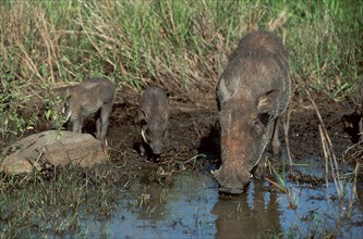 Warthog, female with young, Hluhluwe National Park, desert warthog (Phacochoerus aethiopicus), pig