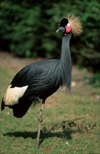 West African Crowned Crane (Balearica pavonina pavonina)