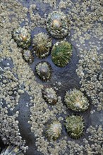 Common (Patella vulgata) European Limpets, Northumberland national park, England