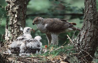 Goshawks, female with chicks, Lower Saxony, Germany (Accipiter gentilis)