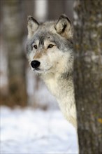 Grey Wolf (Canis lupus)