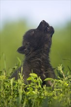 TimberGray wolf (Canis lupus), young