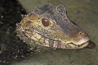 Cuvier's dwarf caiman (Paleosuchus palpebrosus)