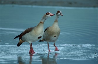 White-fronted Geese, pair, Ngorongoro Crater, Tanzania, egyptian geese (Alopochen aegyptiacus),