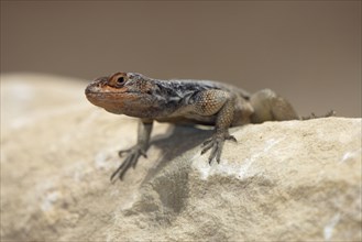 Grandidier`s Spiny-tailed Iguana (Oplurus grandidieri)