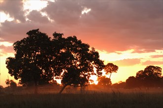 Sunset, Pantanal, Brazil, South America