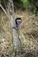 Vervet monkey (Cercopithecus aethiops), young, Kruger National Park, South Africa, Africa