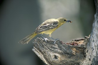 Baltimore Oriole (Icterus galbula), female, Arizona, USA, North America