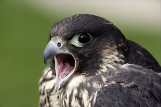 Peregrine (Falco peregrinus)