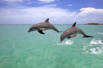 Bottlenose Dolphins (Tursiops truncatus), Honduras, Central America