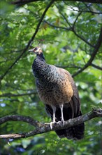 Indian peafowl (Pavo cristatus), female