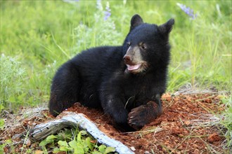 American black bear (Ursus americanus), young, 6 months, digging, digging, digging