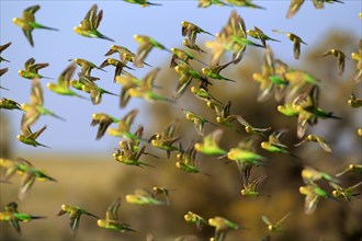 Budgerigars (Melopsittacus undulatus), New South Wales, Australia, Oceania