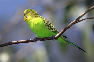 Budgerigar (Melopsittacus undulatus), male, Alice Springs, Australia, Oceania