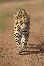 African leopard (Panthera pardus), Sabi Sabi Game Reserve, Kruger National Park, South Africa,