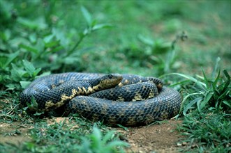 Madagascar giant madagascan hognose (Leioheterodon madagascariensis), Madagascar, Africa