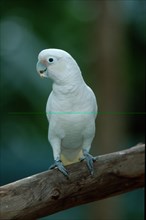 Goffin's Cockatoo (Cacatua goffini)