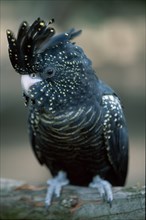 Red-tailed Black Cockatoo (Calyptorhynchus banksii), female