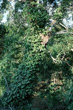 Black Pepper (Piper nigrum) bush, Madagascar, Africa