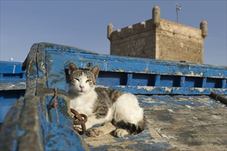 Morocco, domestic cat at the harbour in Essaouira, Africa