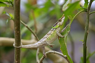 Yellow-green chameleon, malthe's chameleon (Calumma malthe), Madagascar, Africa