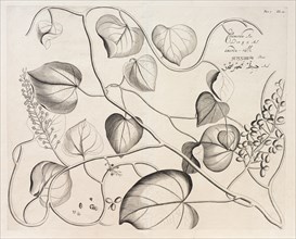 Citamerdu, copperplate engraving by Hendrik Adriaan van Rheede tot Draakenstein, from the botanical