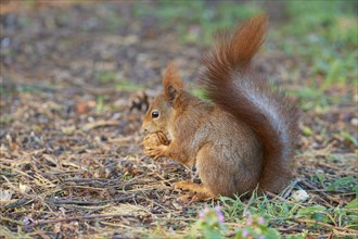 Red Squirrel (Sciurus vulgaris), in park at spring