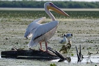 A pelican on a log in the water of Lacul Isac, a lake in the Danube Delta, next to two black-headed