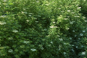 Blooming Elderflower in spring, Bavaria, Germany, Europe