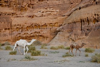 Dromedaries in the Ashar Valley, near AlUla, Medina Province, Saudi Arabia, Arabian Peninsula, Asia