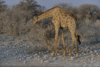 Giraffe (Giraffa camelopardalis), Etosha National Park, Namibia, Africa