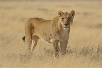 Lioness (Panthera leo) in dry grassland, Etosha National Park, Namibia, Africa