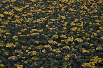 Treetops, aerial view, Kasanka National Park, Serenje District, Central Province, Zambia, Africa