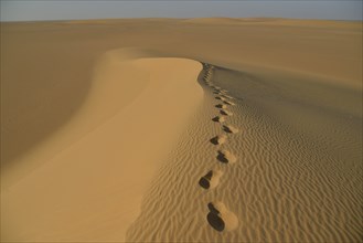 Footprints on a dune in the Nubian Desert in Dongola, Northern, Nubia, Sudan, Africa