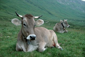 Domestic cattle on alpine pasture, Val de Fain, Engadin, Switzerland, Europe