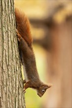 Eurasian red squirrel (Sciurus vulgaris) on a tree, wildlife, Germany, Europe