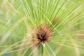 True papyrus sedge (Cyperus papyrus), Madeira, Portugal, Europe