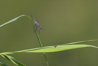 Close-up, black-tailed skimmer (Orthetrum cancellatum), male, Neustadt am Rübenberge, Germany,