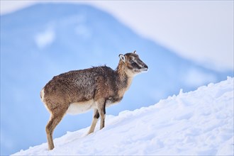 European mouflon (Ovis aries musimon) ewe on a snowy meadow in the mountains in tirol, Kitzbühel,