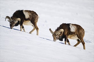 European mouflon (Ovis aries musimon) rams on a snowy meadow in the mountains in tirol, Kitzbühel,