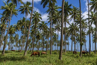 Cows and horses grazing in a Palm grove on the south coast of Taveuni, Fiji, South Pacific, Oceania