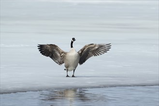 Canada goose -branta canadensis- flapping wings