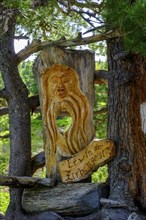 Swiss pine trunk on the Swiss pine path, on the Graukogel, Bad Gastein, Gastein Valley, Salzburger