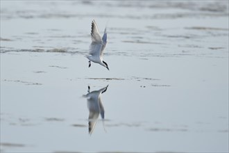 Gull-billed tern (Gelochelidon nilotica) flying in the sky, hunting, ebro delta, Catalonia, Spain,