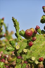 Indian fig opuntia (Opuntia ficus-indica) blossoms and fruits, ebro delta, Catalonia, Spain, Europe