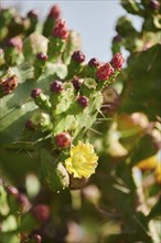 Indian fig opuntia (Opuntia ficus-indica) blossoms and fruits, ebro delta, Catalonia, Spain, Europe