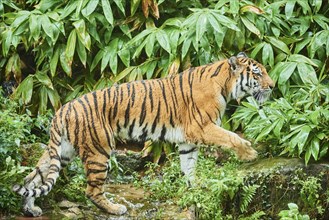 Siberian tiger (Panthera tigris altaica) walking, rainy, cat, captive, Germany, Europe