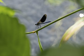 Dragonfly on branch, banded demoiselle (Calopteryx splendens), Garstedt, Lower Saxony, Germany,