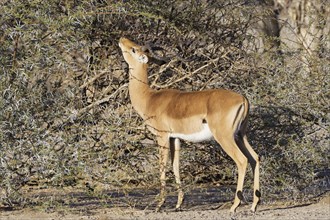 Common impala (Aepyceros melampus), adult male looking for acacia leaves among the thorns, savanna,